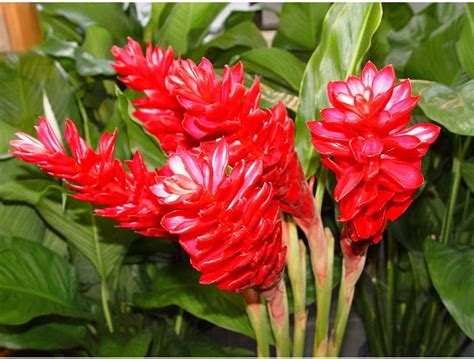 Red Ginger .